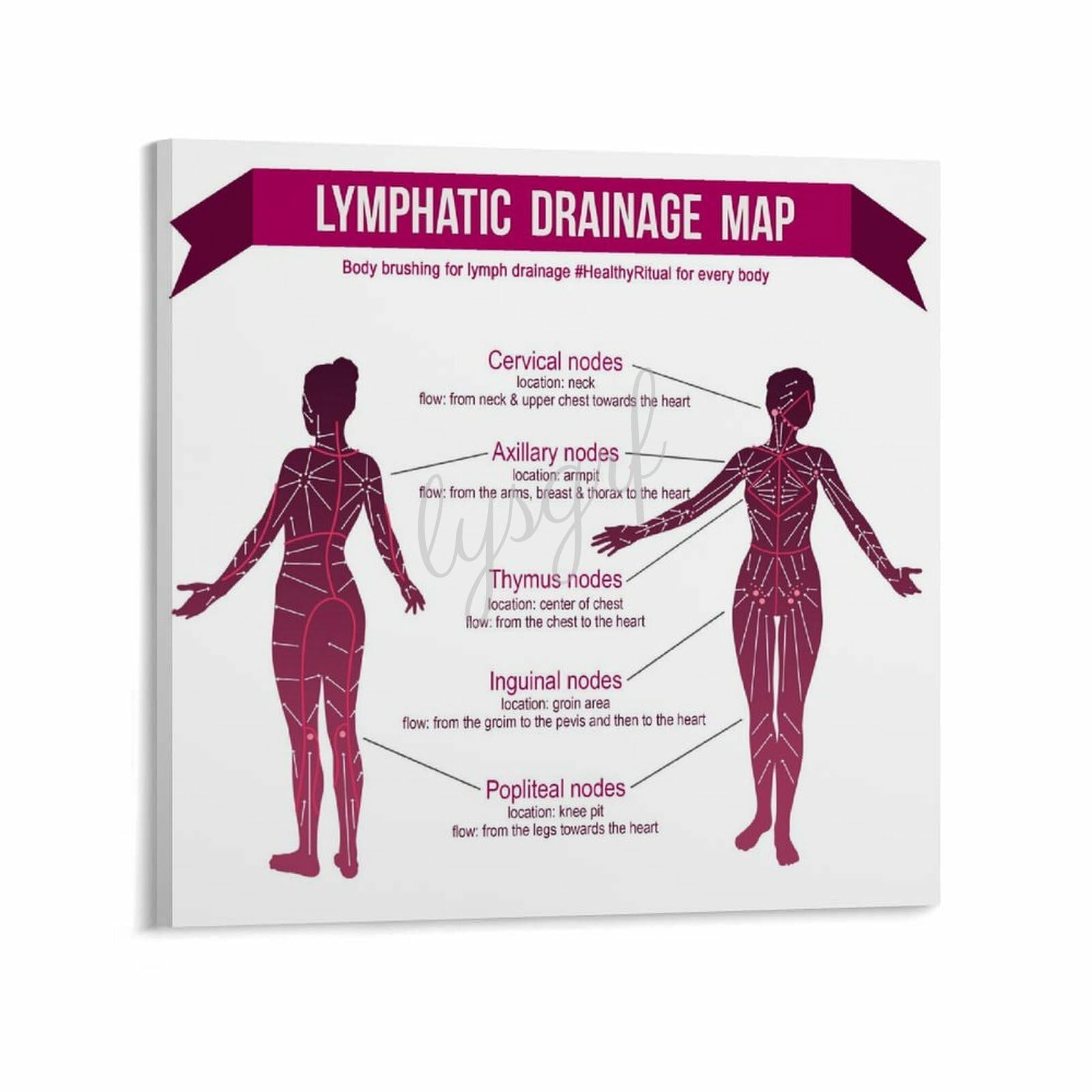 Generic Lymphatic Drainage Map Poster, Canvas Wall Art, 12x12 Inch, Modern, Contemporary Style, Multi-Orientation, Unframed, Wrapped Canvas, Bedroom,