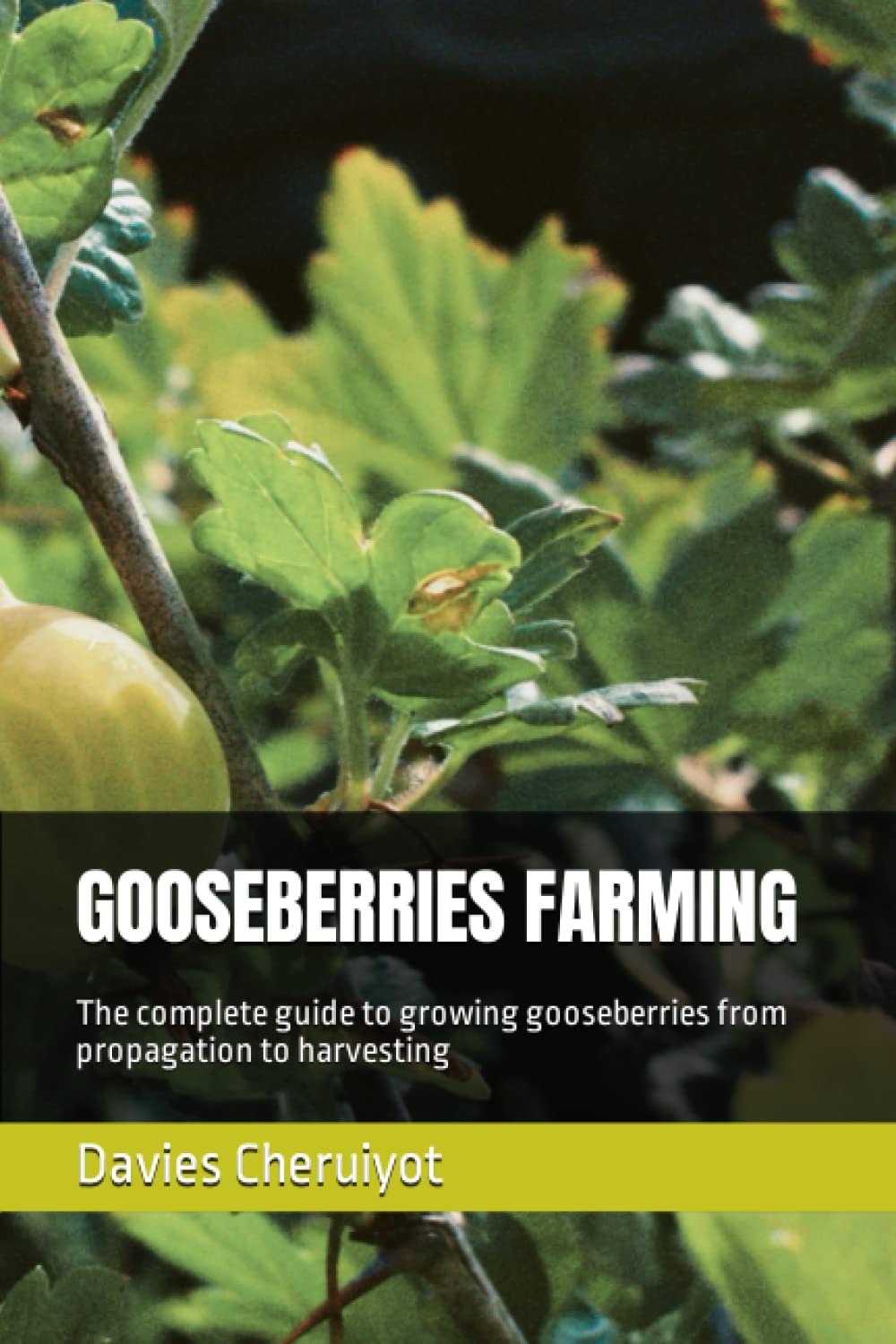 GOOSEBERRIES FARMING: The complete guide to growing gooseberries from propagation to harvesting