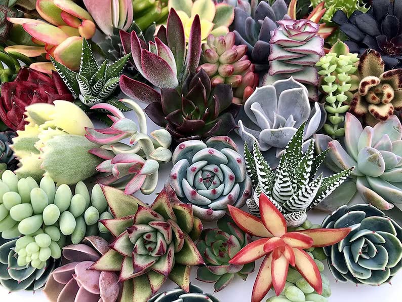 35+ Seeds- Cactus All Forms Mix/Decorative/Easy to Grow Inside/Outside/Winter Hardy/Garden or Containers/Low Maintenance/Beautiful Year-Round (B0C6FLR8B6) Amazon Price History, Amazon Price Tracker