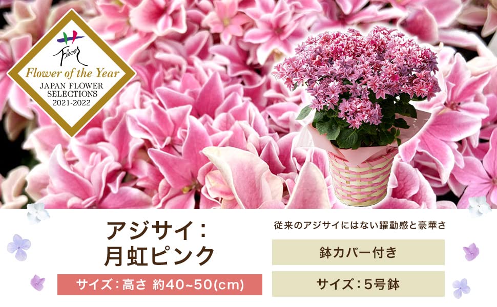 Amazon｜星形 希少品種 あじさい 5号鉢 バスケット 母の日 ギフト