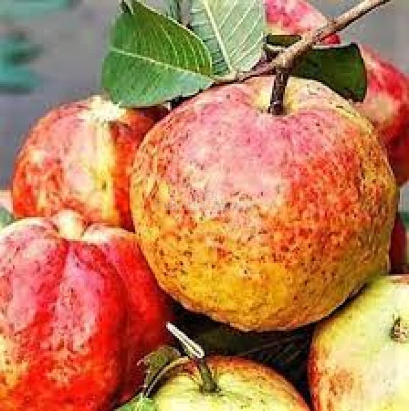 See full amazon price history chart for Allahabad King Guava Plant(pack Of 1) Allahabad King Guava Plant(pack Of 1) (B0C2TNNJYX) Amazon Price History, Amazon Price Tracker