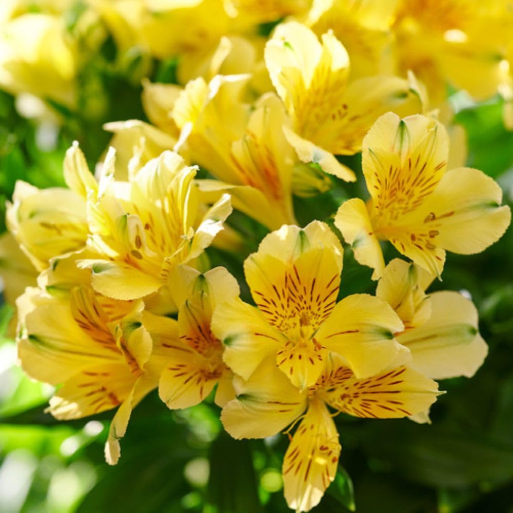 Alstroemeria 'Inticancha Havana' 6 Jumbo Plug Plants - Hardy Perennial Peruvian Lily - Compact Patio & Border Plant with Pink-Purple Speckled Flowers - Long-Flowering by Thompson and Morgan