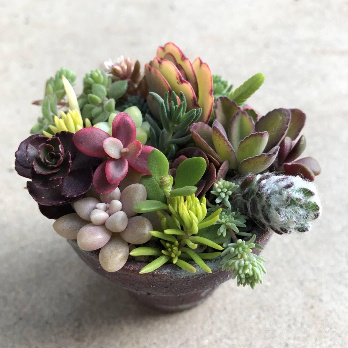 Amazon.co.jp: お任せカラフルセダム 多肉植物 カット苗 寄せ