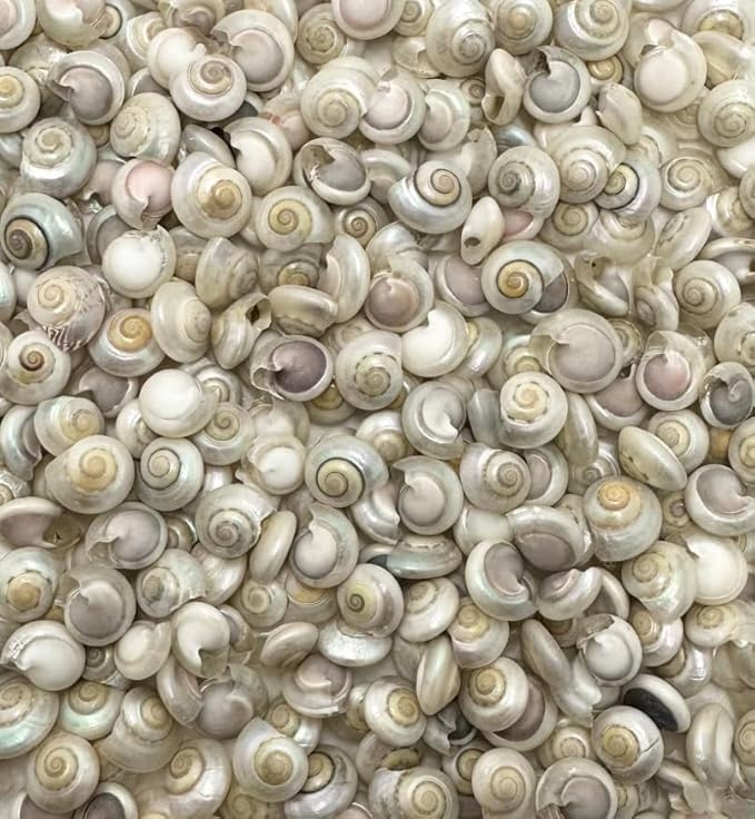 4oz, Pearled Umbonium Seashells 1/4"-3/4", Beach Wedding Decor, Beach Home Decor, Crafting, Pearled Sea Shells