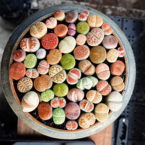 4Pcs Mixed Color Lithops Aucampiae Colorful Rooted Lithops Live Plants Succulent Mini Size Lithops Rare Lithops Meyeri Small Succulent Plants Live Cute Exotic Office Mini Potted Unique Gift. #TOP7