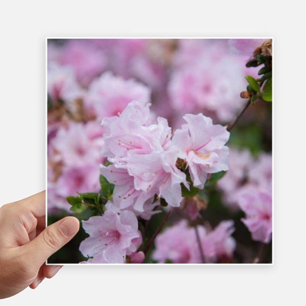 Autocollant rose blanche pour personnaliser votre valise et pc en voyage