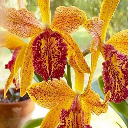 Miniatura 2 de Plantas vivas de interior - Orquídeas Cattleya con flores grandes y fragancia fuerte, un regalo para los amantes de la jardinería (BLC Orange Nugget)