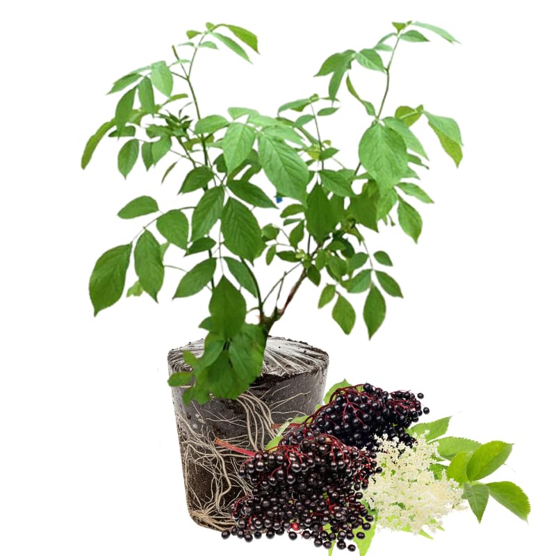 YOKEBOM Elderberry Plant