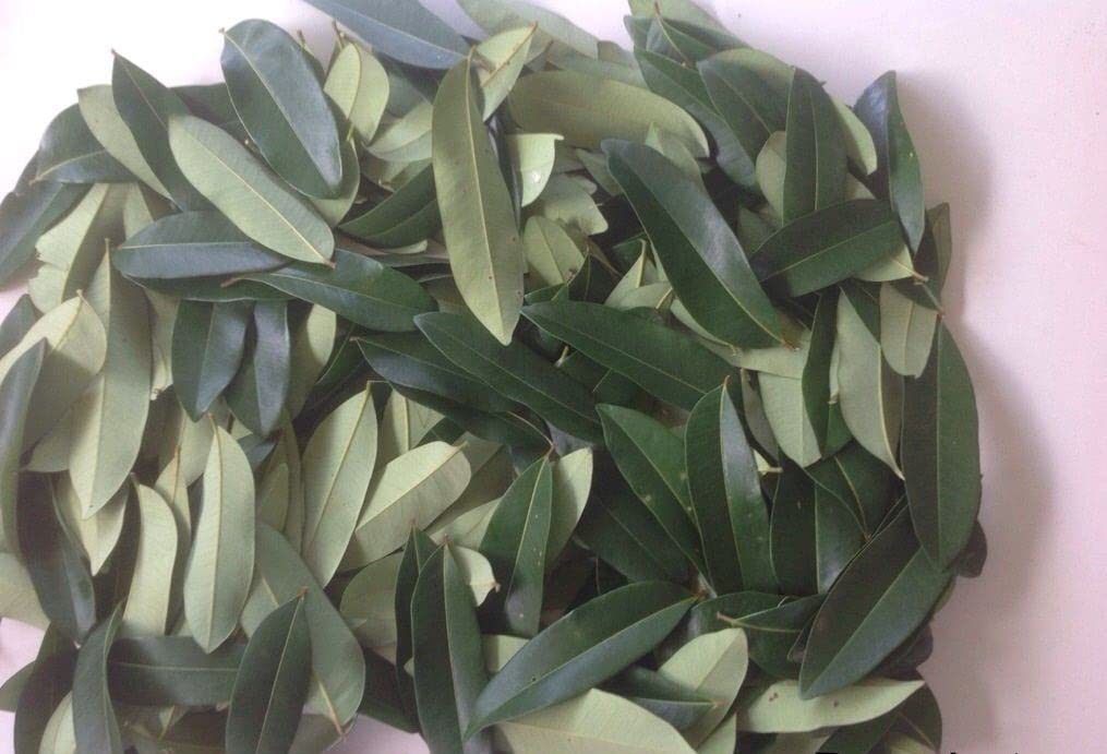 Simarouba glauca leaf powder 100 grams (B09W2ZRFH9) Amazon Price History, Amazon Price Tracker