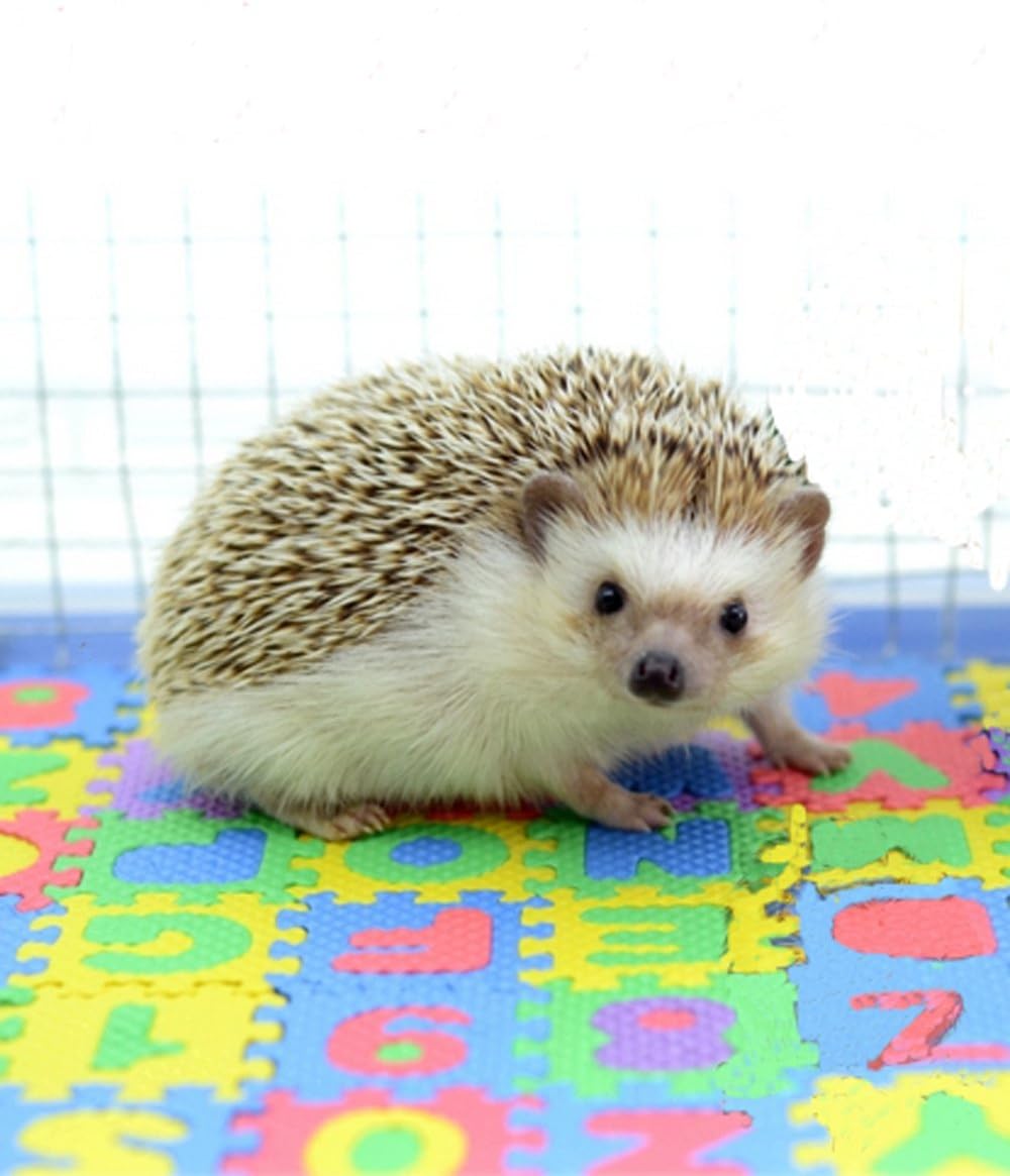zoele Small EVA Foam Puzzle Floor Play Mat Pets Feeding Box Hamster African Pygmy Hedgehog Exercise Mat Playmat Gym Crawling Mats（Random Color）