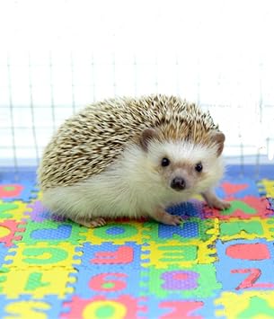 Small EVA Foam Puzzle Floor Play Mat Pets Feeding Box Hamster African Pygmy Hedgehog Exercise Mat Playmat Gym Crawling MatsRandom Color