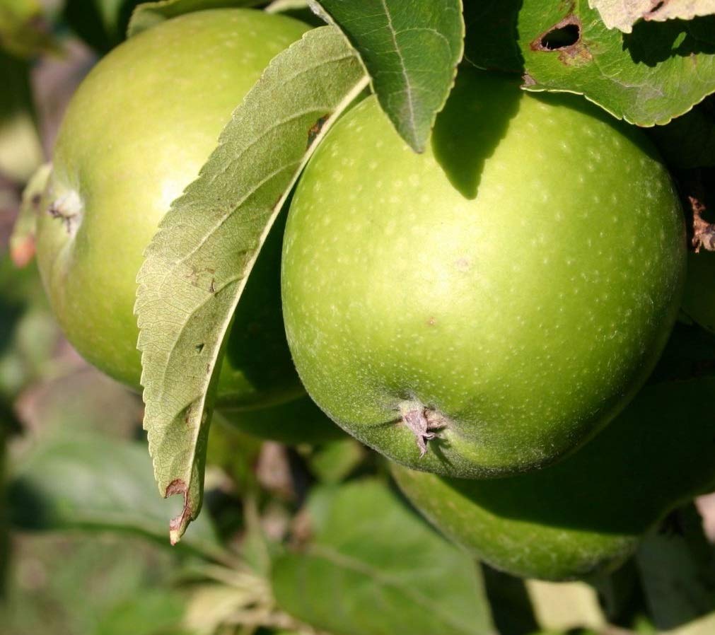 Dwarf Patio Granny Smith Apple Fruit Tree 3-4ft Supplied in a 5 Litre Pot By DirectPlants