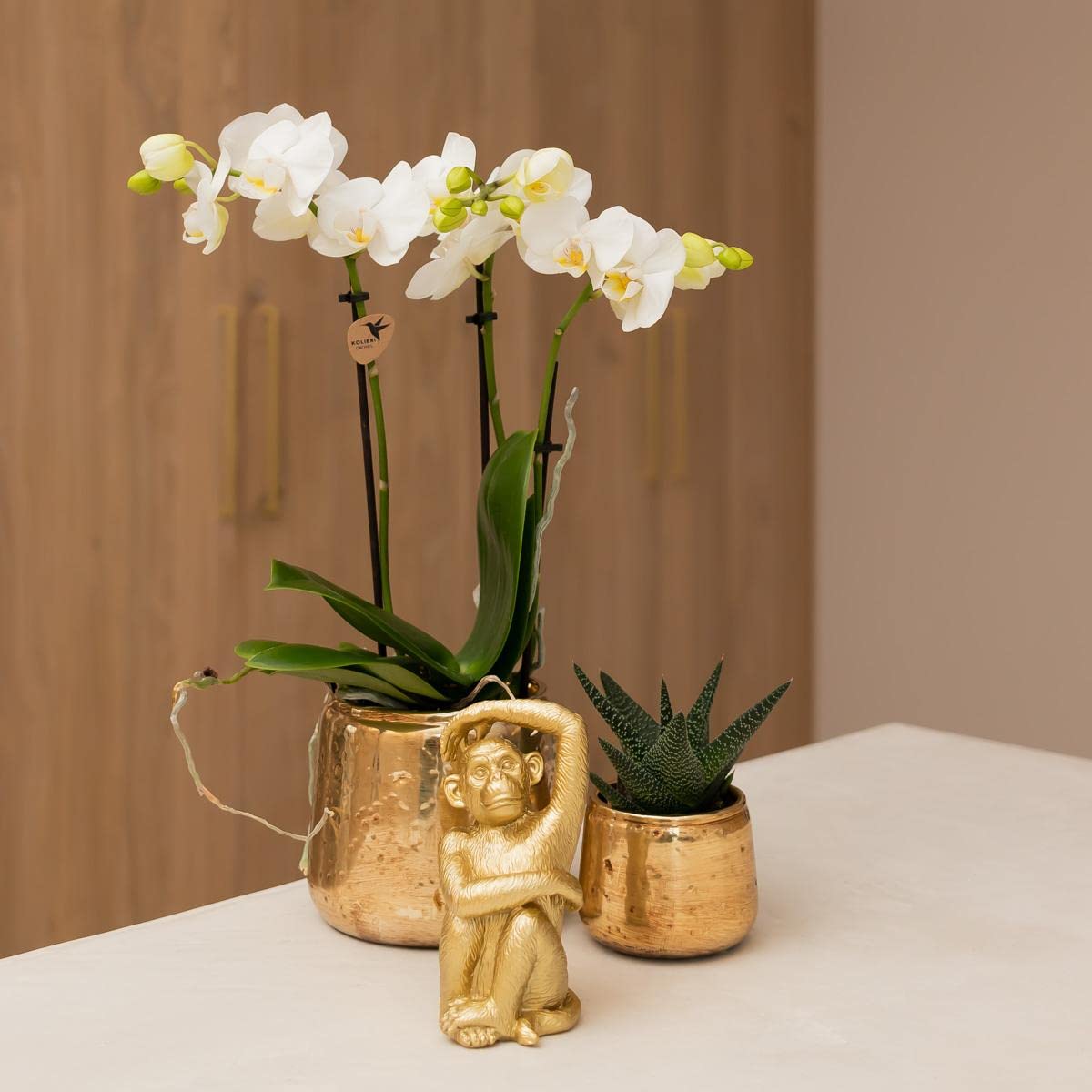 Kolibri Orchids | Orchidée Phalaenopsis - 40cm de haut - Ø9cm | blanc|