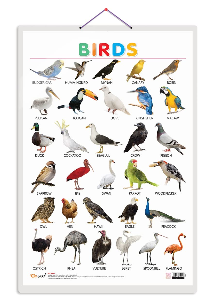 GO WOO Birds Educational Poster for Preschool Kids Classroom Study | Learning- Chart for Kids Learning (20"X30" Inches)