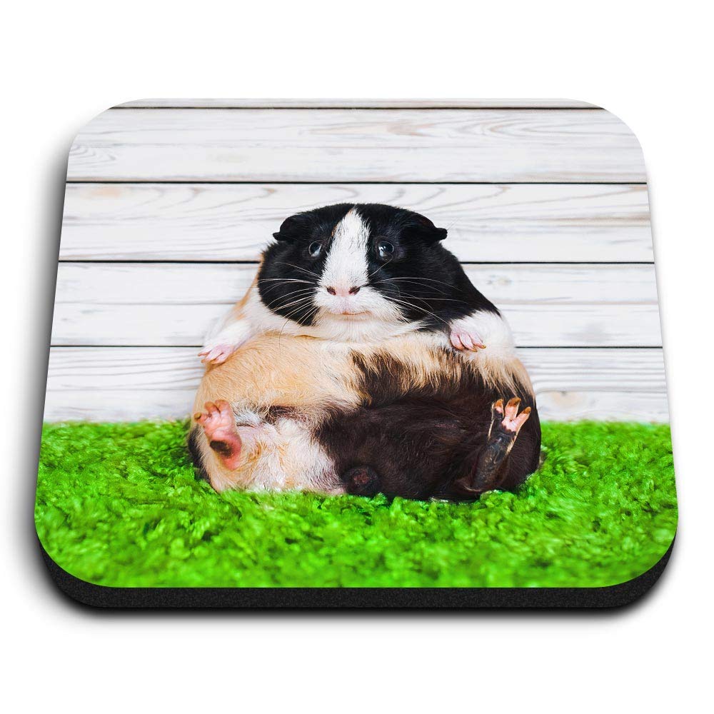 Destination Vinyl Ltd Multicolor 1 X Square Mdf Fridge Magnet - Ny Guinea Pig Piglet 12909