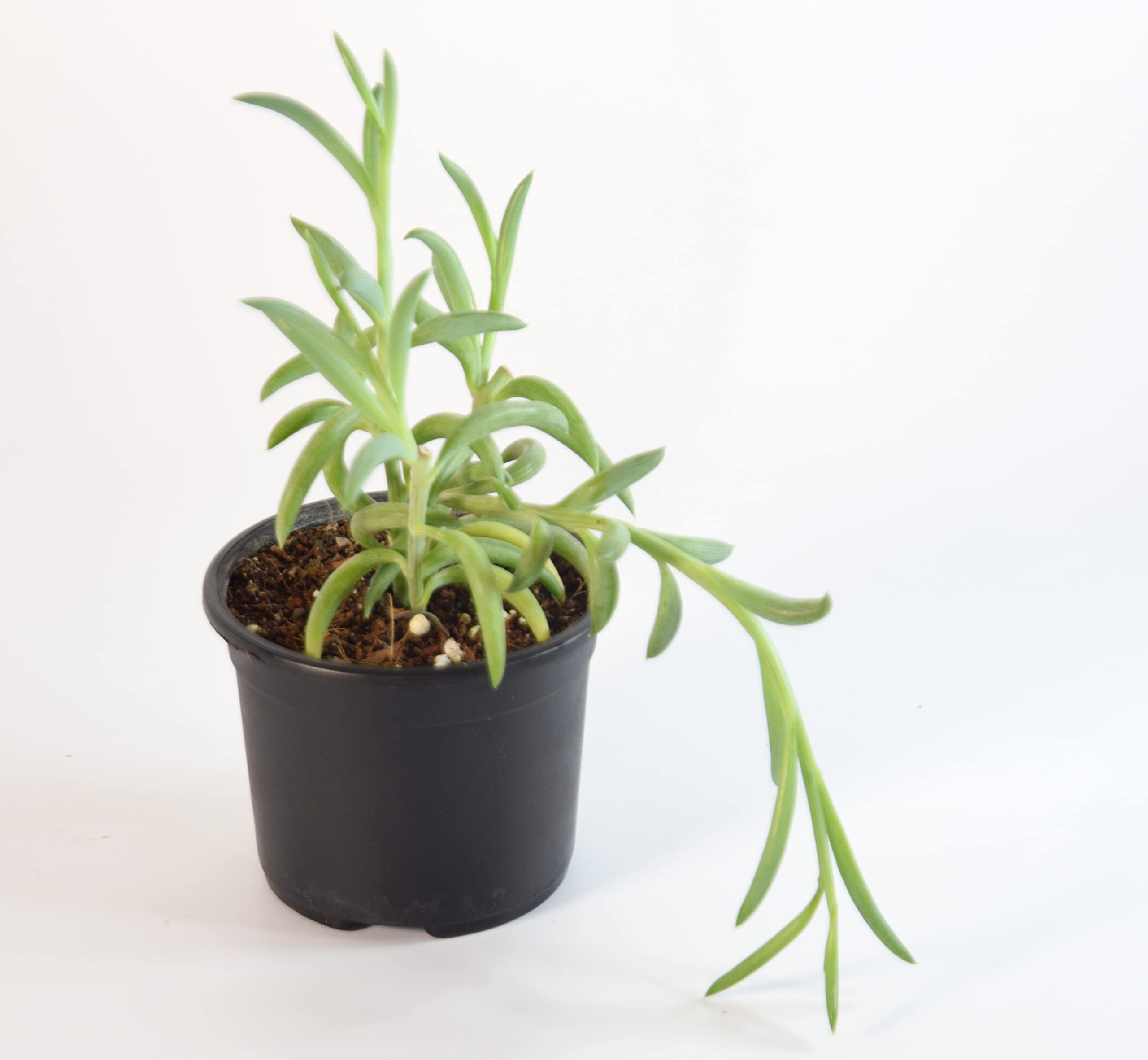 India Gardening String Of Bananas,Senecio Radicans Succulent Live Plant By India Gardening (B09RN3FG5M) Amazon Price History, Amazon Price Tracker