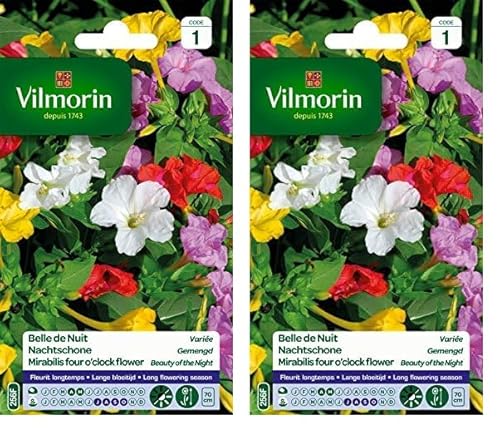 VILMORIN Belle de Nuit semence Florale, Multicolor, 70cm hauteur de la plante (Lot de 2)