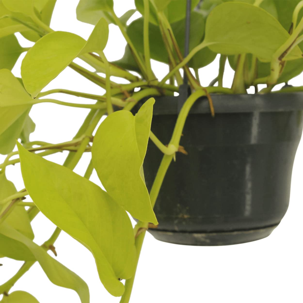 Epipremnum Pothos, Roślina doniczkowa Zielona Żółta, Zestaw 2 sztuk, Ø15cm H25cm