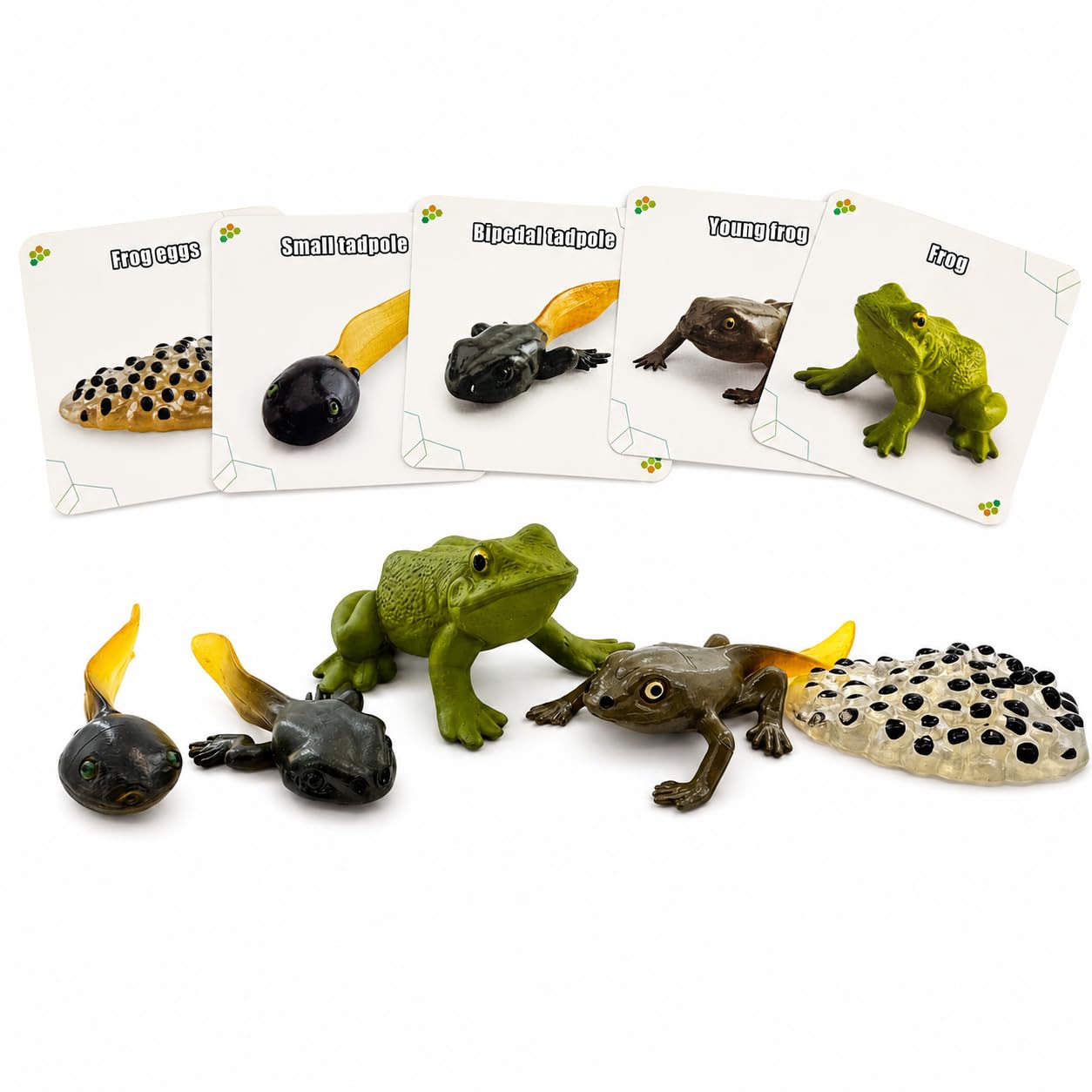 Montessori Life Cycle Animal Figures with Flash Cards, Lifelike Animal Growth Cycle Biological Model Set (Frog)