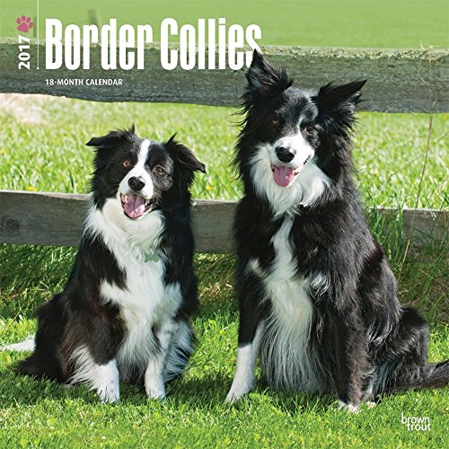 Border Collies 2017 Square