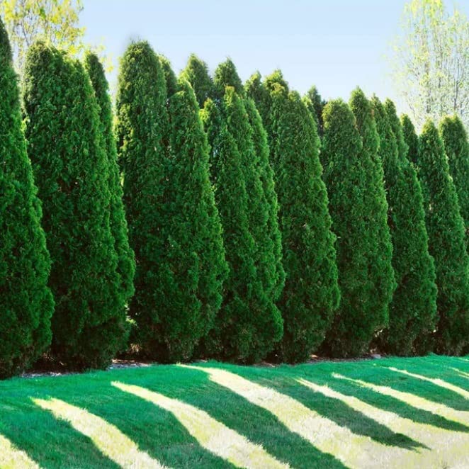 List of Top Ten Best Evergreens For Privacy Top Picks 2023 Reviews