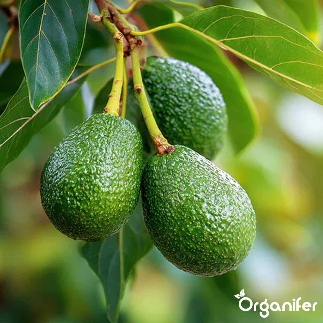Engrais Liquide pour Avocatier, 1L, Organique, pour Arbres Robustes et Feuilles Saines