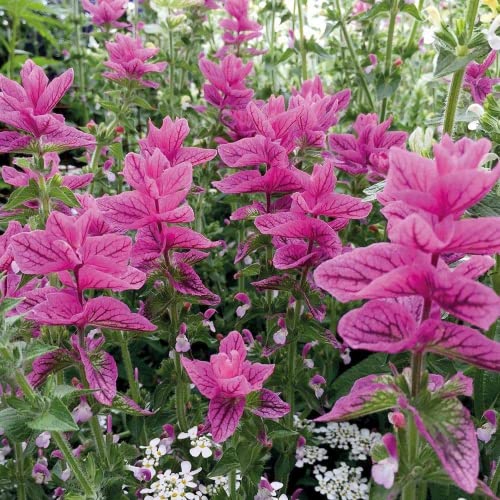 Chuxay Garden 50 Seeds Salvia Horminum Pink Sunday Seed,Annual Sage,Salvia Viridis,Annual Clary Lovely Pink Flowers Hardy Herb Plant Great For Garden #TOP3