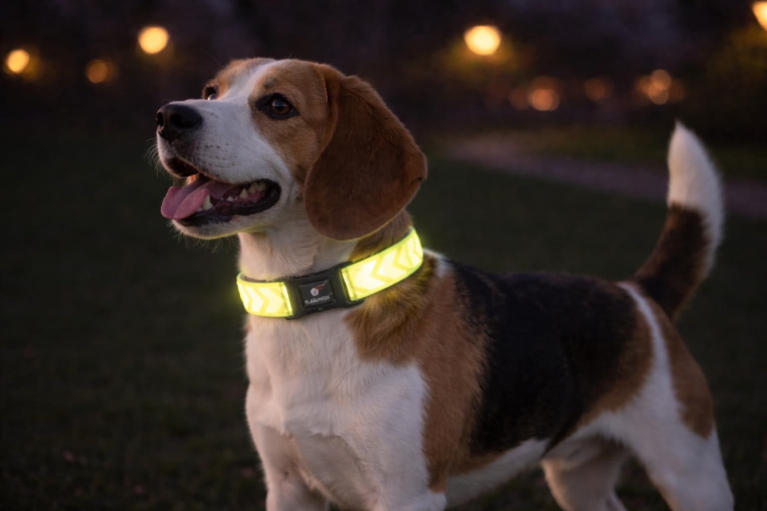 Dog Collar Fergu Fluo yellow M 40-55cm 20mm