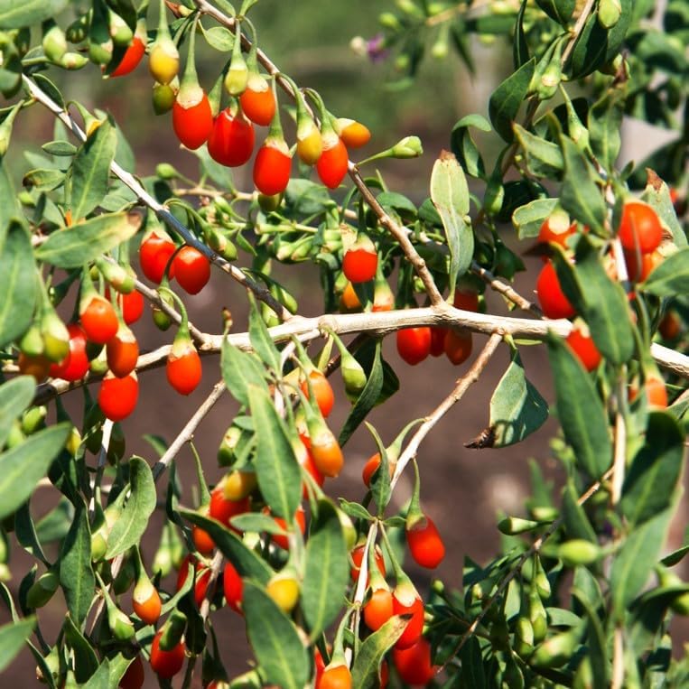 Amazon.com : TomorrowSeeds - Goji Berry Tree Seeds - 600+ Count - for ...