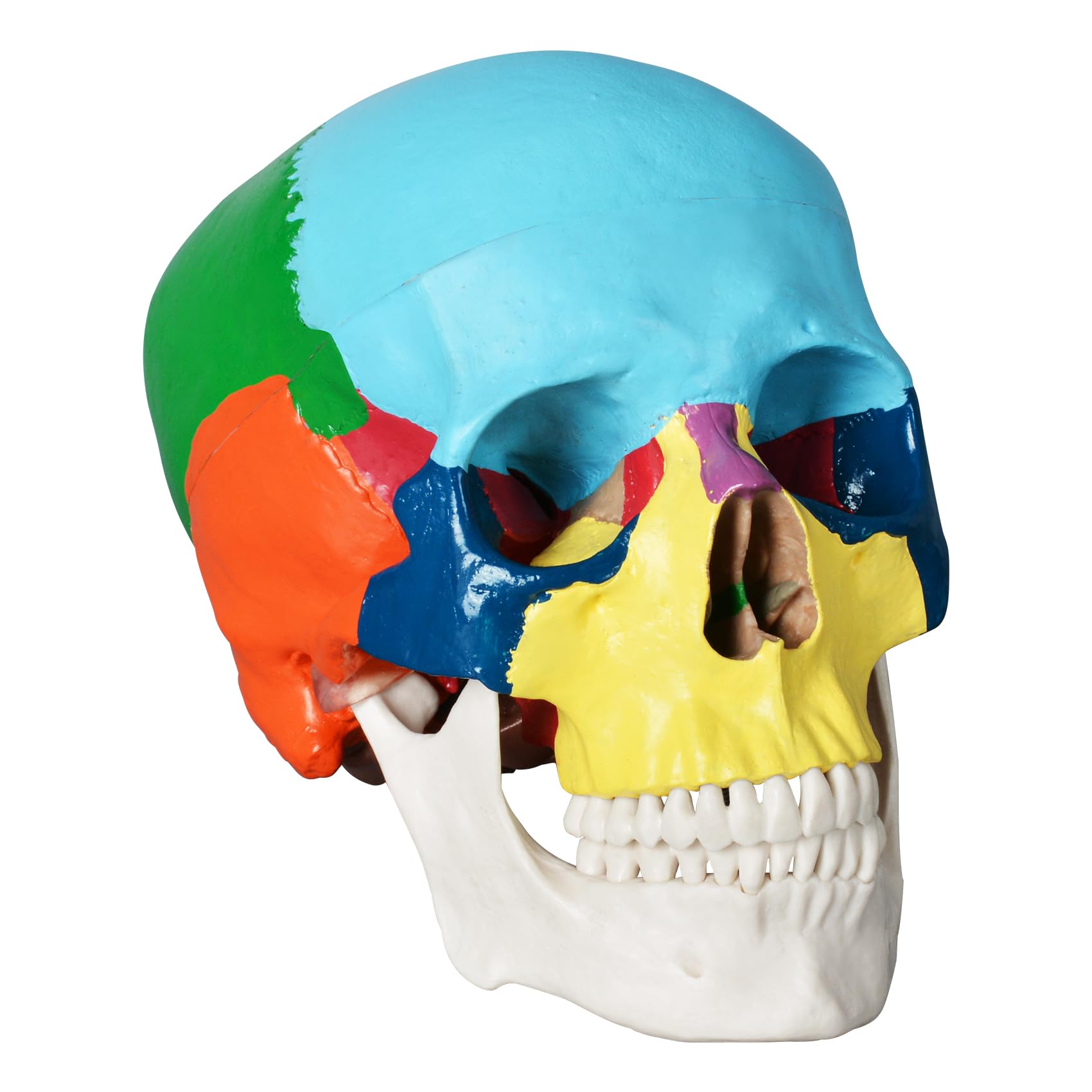 Menschliches farbiges Totenkopf-Modell, lebensgröße, 3-teiliges anatomisches Modell mit buntem menschlichem Totenkopf-Diagramm für Medizinstudenten, menschliche Anatomie, Studienkurs | Dreiteilige Form mit 22 Knochen in neun Farben und einer Referenzkarte