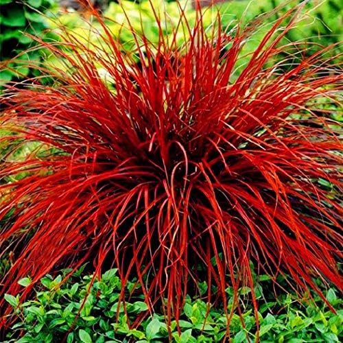 Civilys Seeds-Colorful Fescue Ornamental Grass Seed Mosquito Repelling Lemon Grass Plant Seeds Flower Bulbs Seeds for Planting
