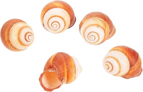 Miniatura 6 de Zerodeko 3 unidades de conchas de caracol francés, conchas naturales de caracol, conchas de caracol, conchas para Escargot, mini conchas de caracol