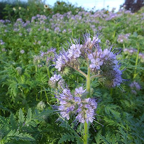 Seeds Of Change 8174 Lacy Phacelia Flower, Purple #TOP3