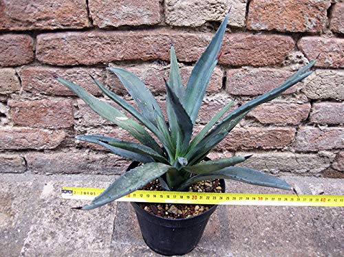 Geosism & Nature Macroacantha Agave 40 cm, Cactus, Plante succulente
