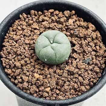 サボテン烏羽玉29本 Lophophora williamsii ロフォフォラ 大型烏羽玉 サボテン