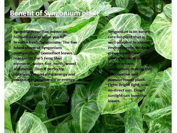 Image of Live Indoor Plants with Decorative Pot for Living Room, Balcony and Garden (3Inch Pot, Assorted Colour) (Syngonium)