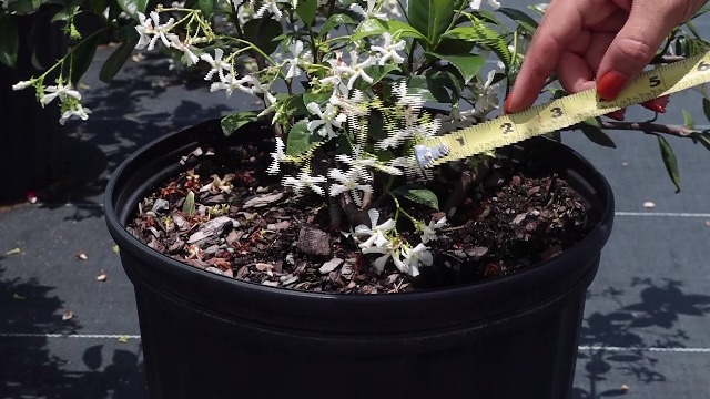 ジャスミン1/2 Amazon.com : 3 Jasmine Plant Indoor Live, Jasmine Flower