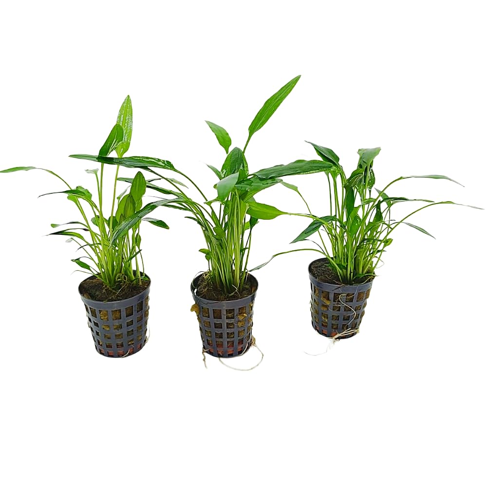Tris Cryptocoryne “Nevellii” – Piantine Acquatiche Tappezzanti | Ideali per Neofiti ed Acquari Naturali