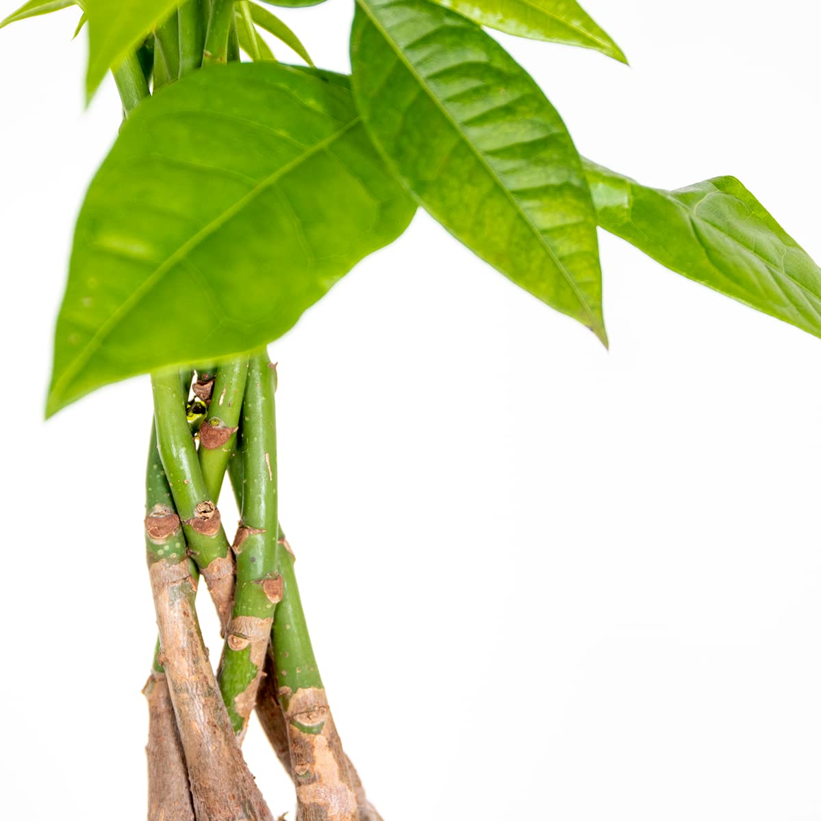 Bloomique - Set di 2 - Pachira Aquatica - Albero dei Soldi - Cacao d’Acqua - Pianta da Interno - Purifica l’Aria - Facile da Curare - Alte 60-70 cm - Vaso 17 cm