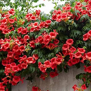 You Garden - Campsis Red Trumpet in a 2L Pot 60cm Tall Hardy Climbing Plants for Gardens - Trumpet Vine Plants Supplied as an Established Plant Ready to Plant Out
