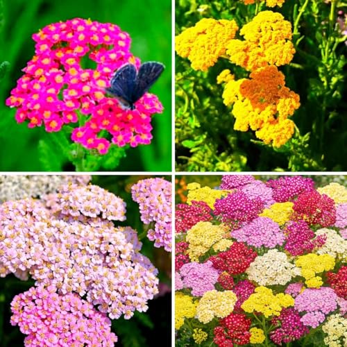 1500 Pcs Yarrow Seeds Perennial - Drought Tolerant Hardy Flower Seeds, Long Blooming Period, Perfect for Garden Borders & Pollinator Gardens​