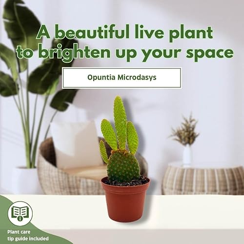 Miniatura 3 de BubbleBlooms Opuntia Microdaisys Opuntia Orejas de conejo rojo cobre 2 pulgadas