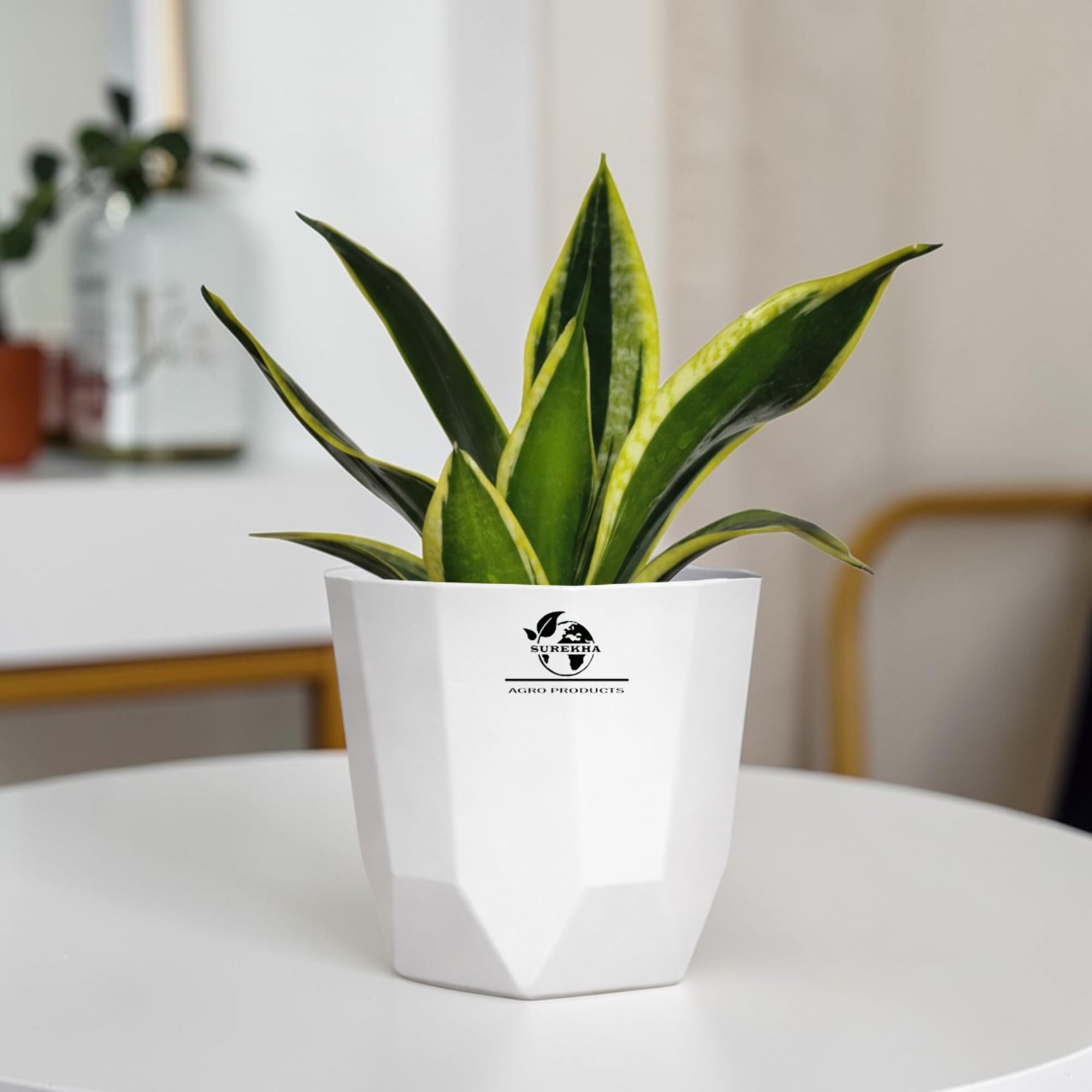 Surekha golden hahnii snake plant indoor live plant with self watering pot for home, perfect live plants - indoor plants for home | ideal for office plants indoor on desk (Urban Edge White)-image-5