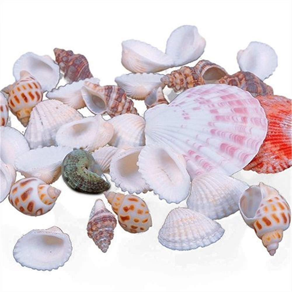 Fliyeong Premium Quality 100G Mixed Sea Beach Shells Crafts Seashells Garden Aquarium Decor Photo Props