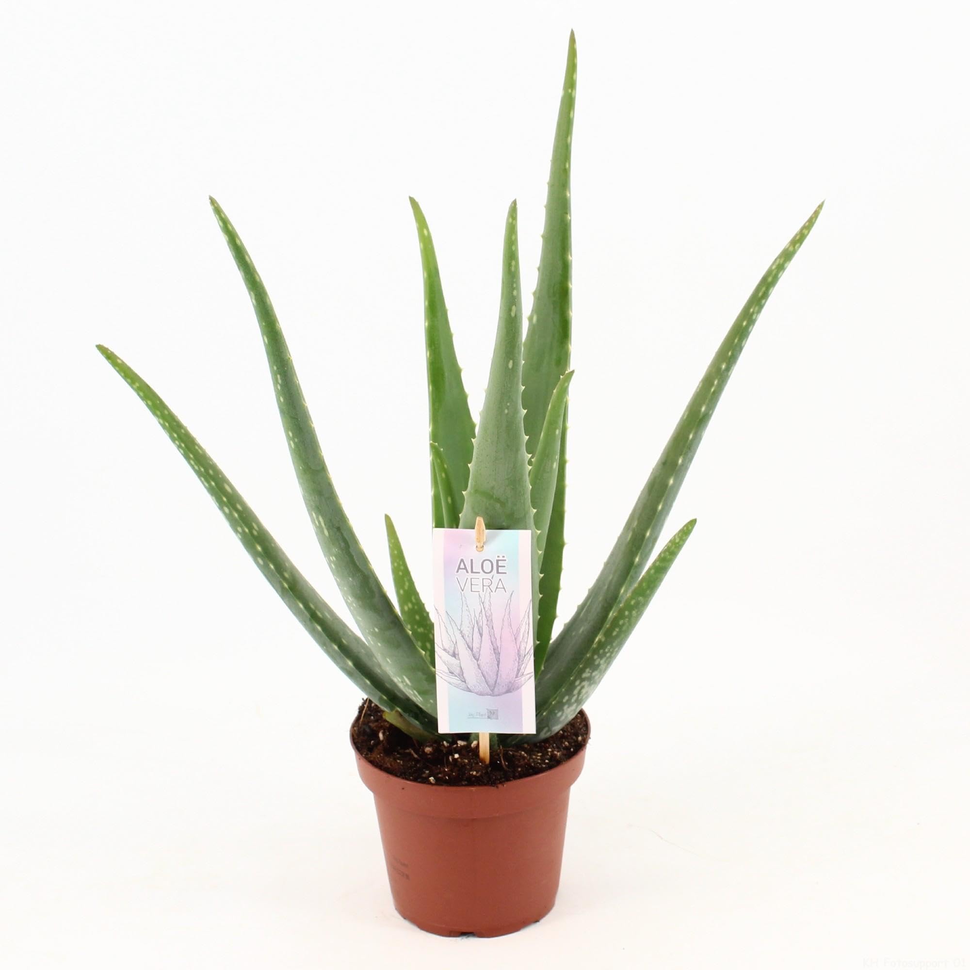 Aloe Vera - 35-45cm - Ø14cm - Roślina doniczkowa - Zimozielony - Kaktusy i sukulenty