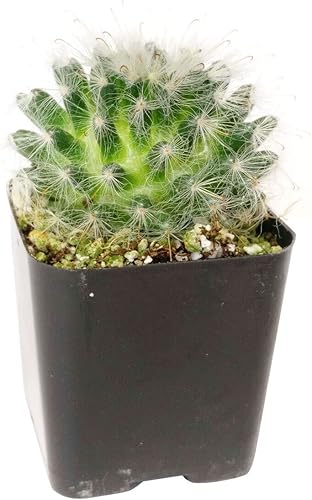 Miniatura 2 de Caja de éxitos  Colección única de plantas de cactus vivas, seleccionadas a mano, variedades raras para regalo o decoración del hogar.