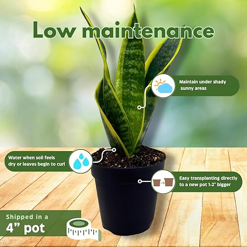 Miniatura 5 de BubbleBlooms Planta de serpiente abigarrada en maceta clásica de 4 pulgadas Dracaena trifasciata Lengua de Vaca, Lengua de Vaca