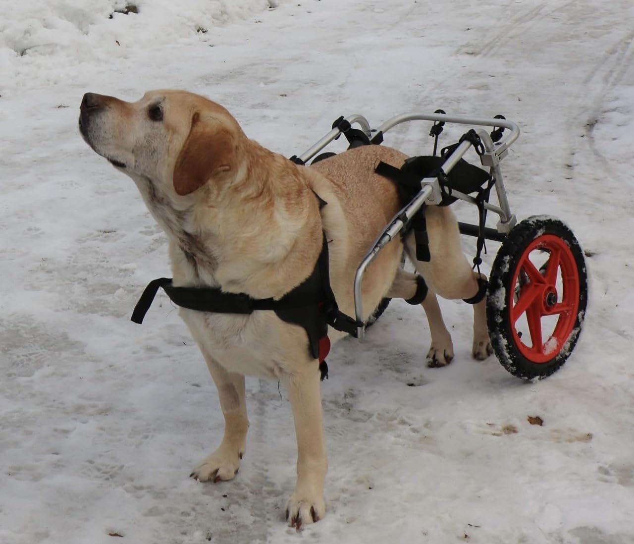 Large Back Leg Dog Wheelchair | 2.0 Design | 2026 Updated Model