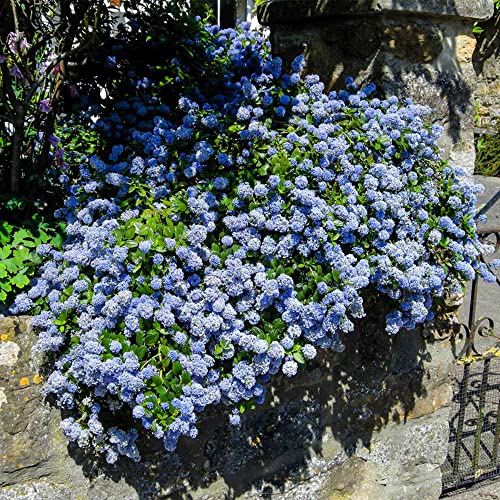 Creeping Mountain Lilac Seeds Ceanothus Prostratus Low Growing Evergreen Shrub Drought Tolerant Attracts Pollinators Ground Cover Rock Garden 50Pcs Flower Seeds By Yegaol Garden #TOP3