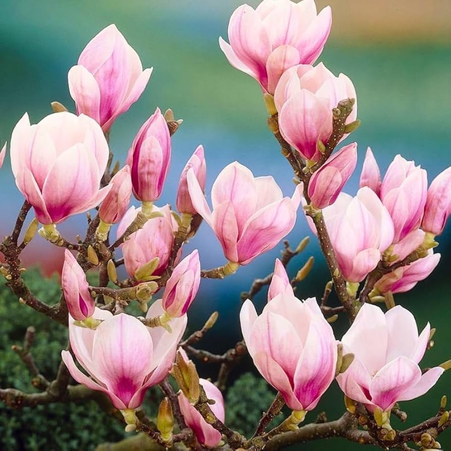 ☆Magnolia☆ Magnolia Home Magnolia Home by Joanna Gaines Satin Lemony